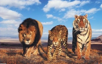 Löwe Tiger und Leopard Tiere Ölgemälde